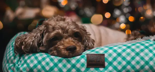 Szynka dla psa? Dlaczego to zły pomysł i co podać zamiast niej?