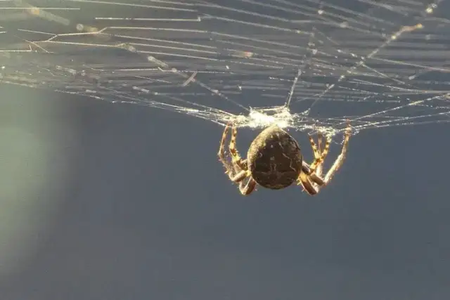 Czy pająk naprawdę przynosi szczęście? Znaczenie pająków w kulturze i przesądach