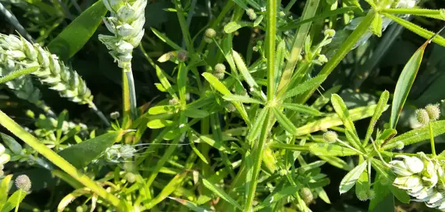 Przytulia czepna, chwast w zbożu, może zaszkodzić plonom. Widać ją wśród kłosów pszenicy.