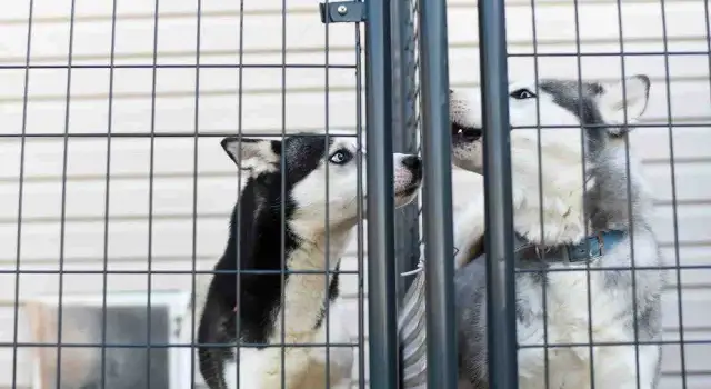 Jak założyć hotel dla psów: uniknij najczęstszych błędów i kosztów