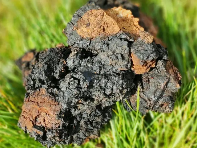 Jak zrobić nalewkę z czagi i cieszyć się jej zdrowotnymi właściwościami