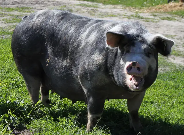 Świnia puławska: charakterystyka i zalety tradycyjnej polskiej rasy