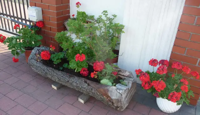 Jak zrobić donice z pnia drzewa? Oto przykład: drewniana kora, czerwone pelargonie i zielone rośliny tworzą naturalną ozdobę.