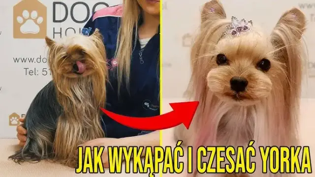 Jak kąpać yorka szczeniaka: najważniejsze wskazówki i triki