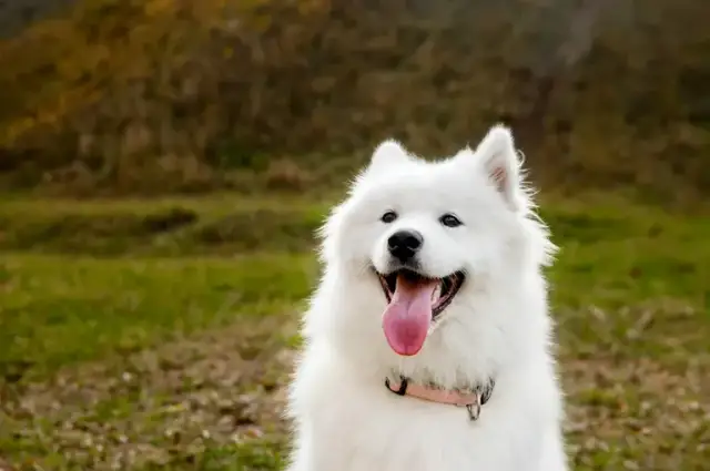 Samoyed gubi sierść? Realia, pielęgnacja i czysty dom