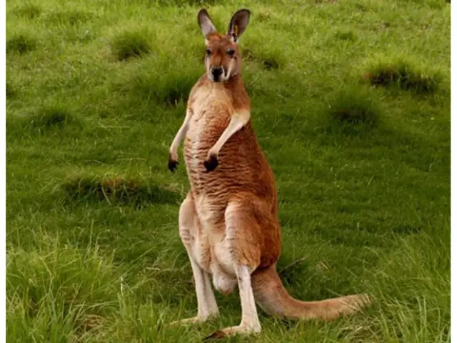 Czy kangury żyją w Afryce? Prawda o ich naturalnym środowisku