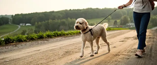 Spacery z psem: Jak ustalić idealny harmonogram dla pupila?