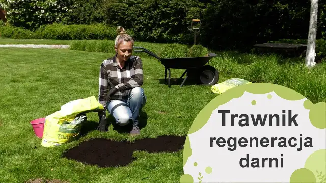 Skuteczne sposoby na regenerację trawnika i przywrócenie mu zdrowia