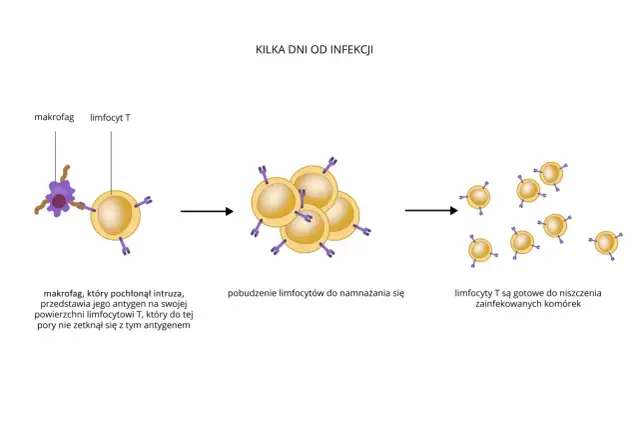 Podwyższone monocyty: Zrozum swój wynik i wiedz, kiedy działać