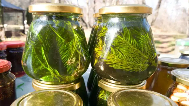 Czy syrop z sosny może uczulać? Zobacz, co musisz wiedzieć