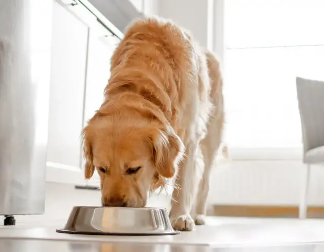 Ile karmy mokrej dla psa tabelą – uniknij błędów w karmieniu