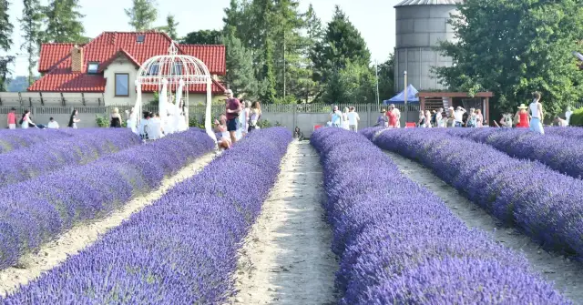 Lawenda w Polsce: Kiedy szczyt kwitnienia? Planuj wizytę idealnie!