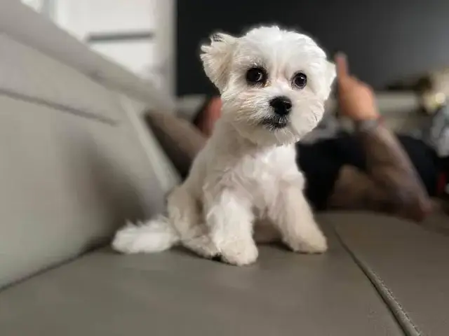 Jak wytresować maltańczyka: skuteczne metody i najczęstsze błędy