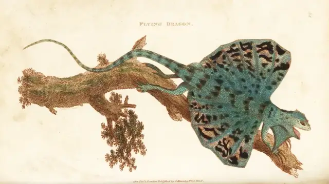 Jaszczurka jak smok: Niezwykłe cechy i życie latającego jaszczurki