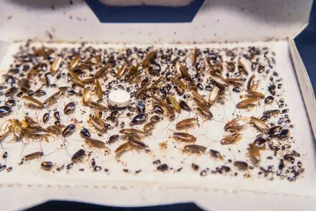 Jak szybko rozmnażają się prusaki i jak uniknąć ich inwazji