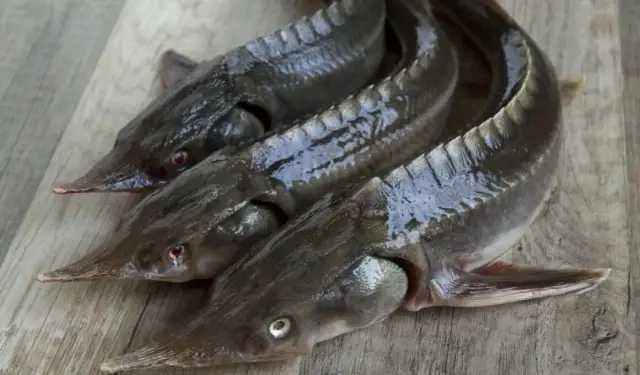 Najlepsze przynęty na jesiotra – uniknij nieudanych połowów