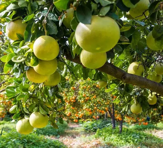 Czy można jeść pomarańcze w ciąży? Poznaj korzyści i ryzyka