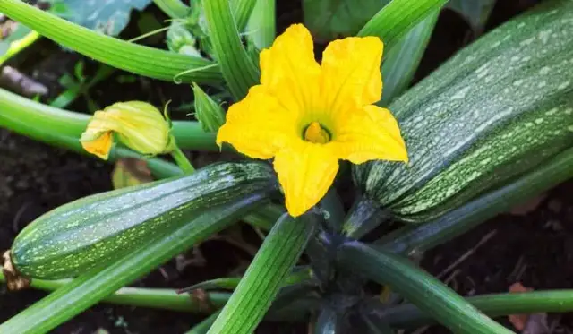 Sezon na cukinie: kiedy najlepiej je kupić i dlaczego warto
