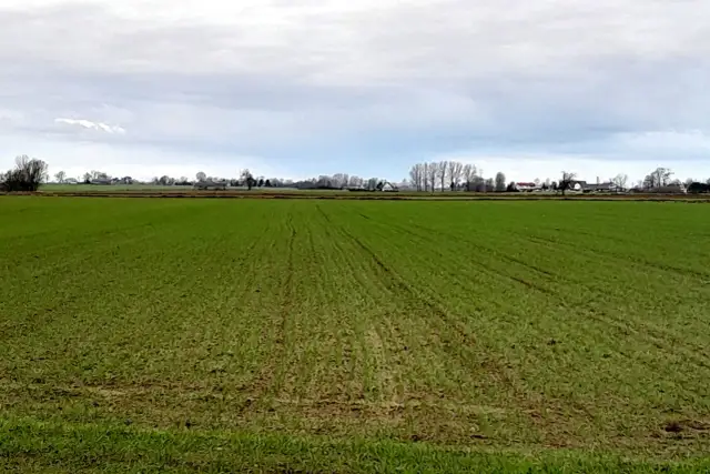 Owies: Dawki NPK. Ile i kiedy nawozić dla wysokiego plonu?