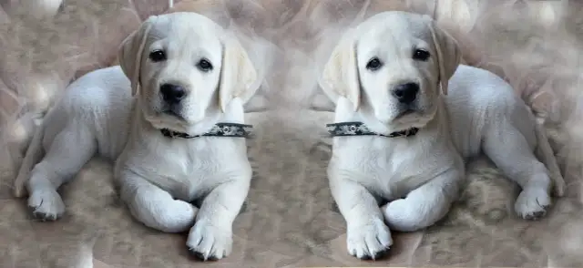 Jak wytresować psa labradora: Kompletny poradnik na każdy etap szkolenia