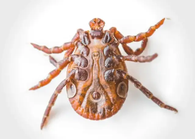 Jak szybko rośnie kleszcz? Poznaj zaskakujące tempo ich wzrostu