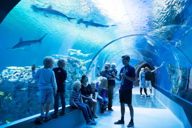 Rodzina zwiedza podwodny tunel, gdzie jest największe oceanarium w Polsce. Rekiny pływają nad ich głowami.