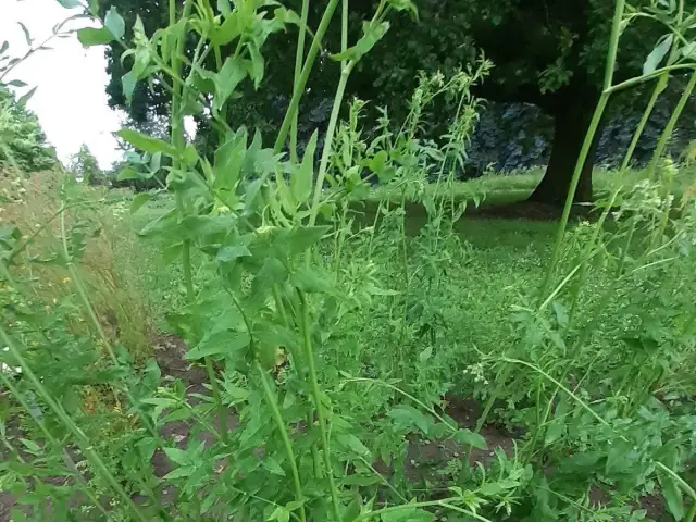 Trujące chwasty w Polsce: jak rozpoznać i bezpiecznie usunąć?