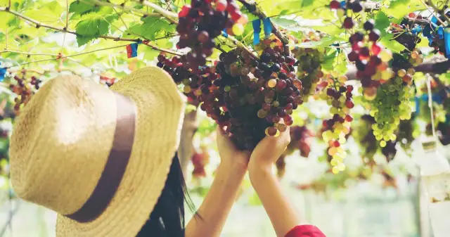 Jak przycinać winogron latem, aby uzyskać słodsze owoce i lepsze plony