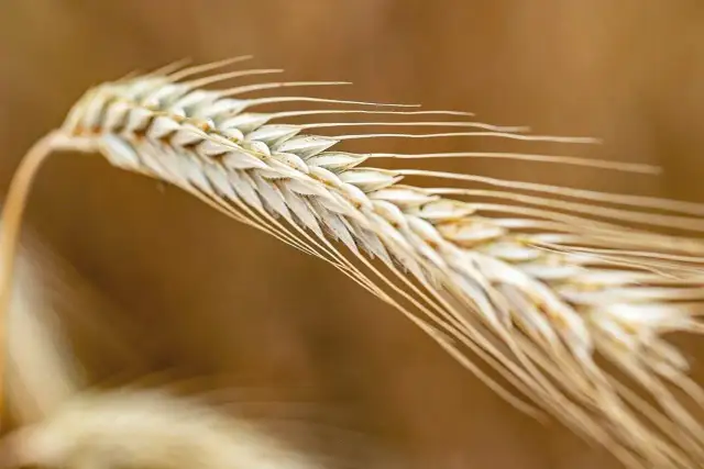 Pszenica czy żyto dla ptaków? Które zboże jest bezpieczniejsze?