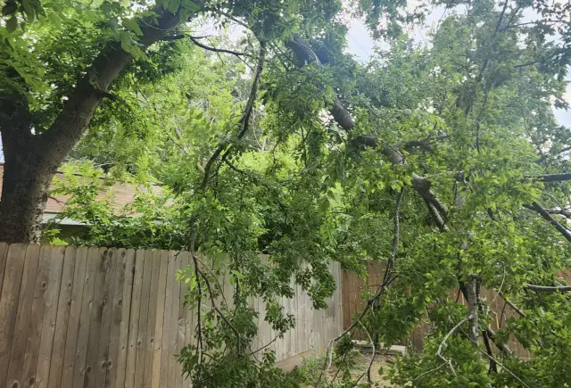 Drzewo sąsiada na działce: kiedy możesz je usunąć? | Prawo