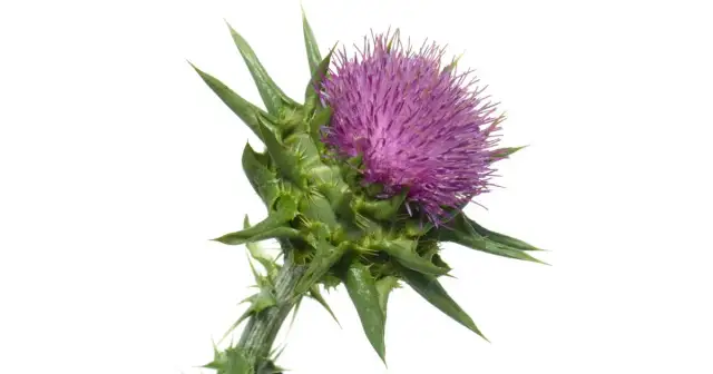 Ostropest plamisty herbata jak stosować, aby cieszyć się zdrowiem