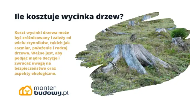 Widok na pnie drzew i zarośla.