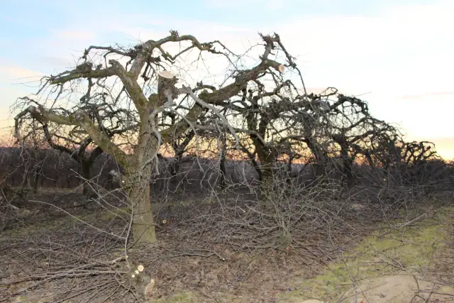 Odmładzanie starej jabłoni: Cięcie krok po kroku do obfitych plonów