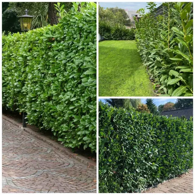 Jak gęsto sadzić laurowiśnię na żywopłot, aby uniknąć błędów i cieszyć się gęstym efektem