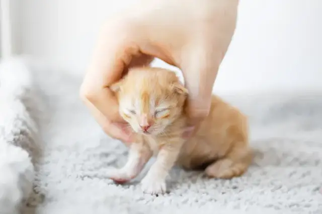 Kiedy można brać małe kotki na ręce, aby nie zaszkodzić im?