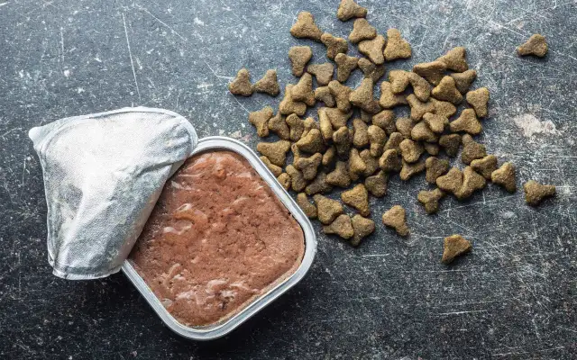 Czy pies może jeść tylko suchą karmę i być zdrowy? Poznaj odpowiedzi