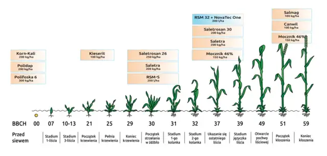 Jaki nawóz pod korzeń pszenicy zapewni najlepsze plony i zdrowie roślin?