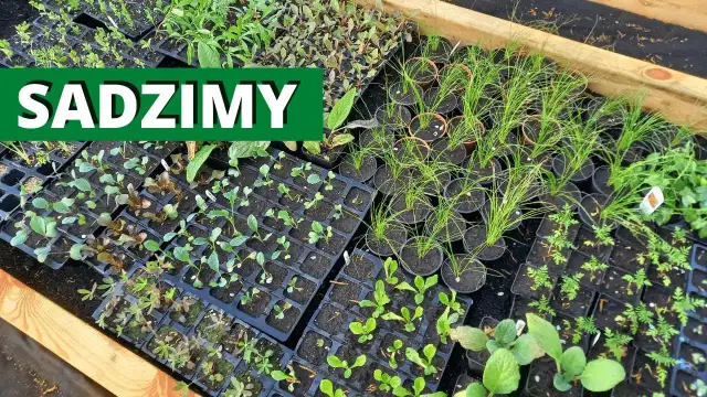 Kiedy sadzić rozsady do gruntu? Terminy i wskazówki dla ogrodników