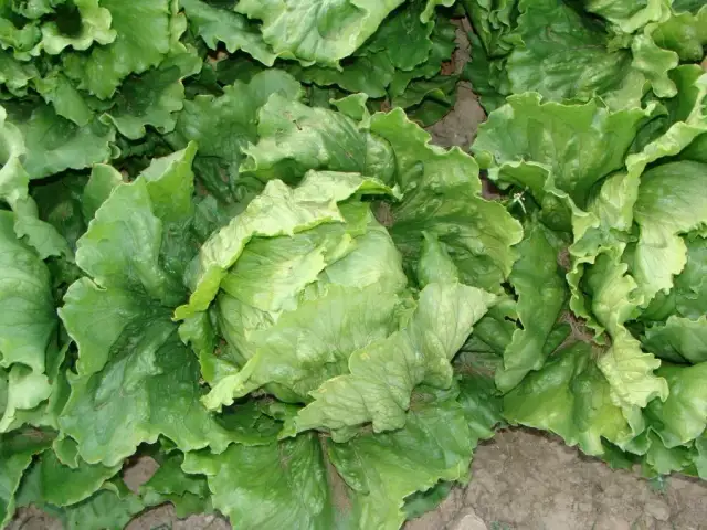 Kiedy sałatę do gruntu? Kluczowe terminy dla udanego siewu