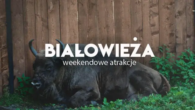 Atrakcje w Białowieży, które zaskoczą nawet najbardziej wymagających turystów