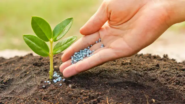 Jakie nawozy na wiosnę wybierać, by zapewnić zdrowy wzrost roślin?