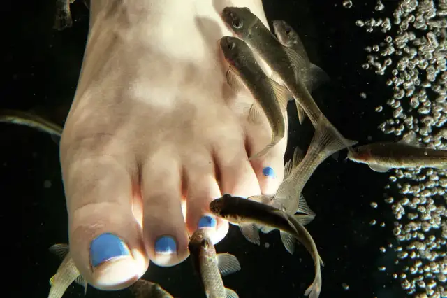 Rybki które zjadają martwy naskórek – sekrety zdrowej skóry i pielęgnacji