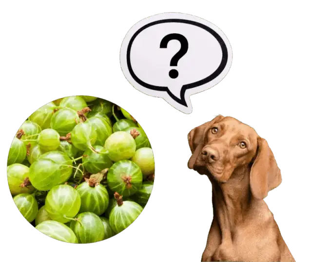Czy pies może jeść agrest? Kontrowersje i zdrowotne aspekty dla pupila