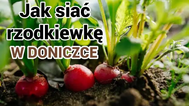 Jak siać rzodkiewkę w doniczce, aby uniknąć najczęstszych błędów