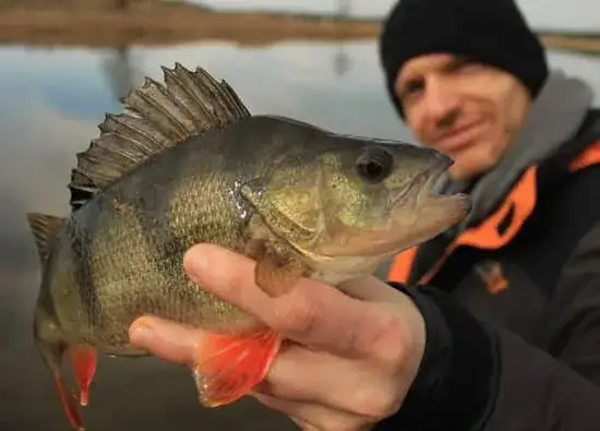 Najlepsza przynęta na okonie – uniknij błędów w wyborze przynęty