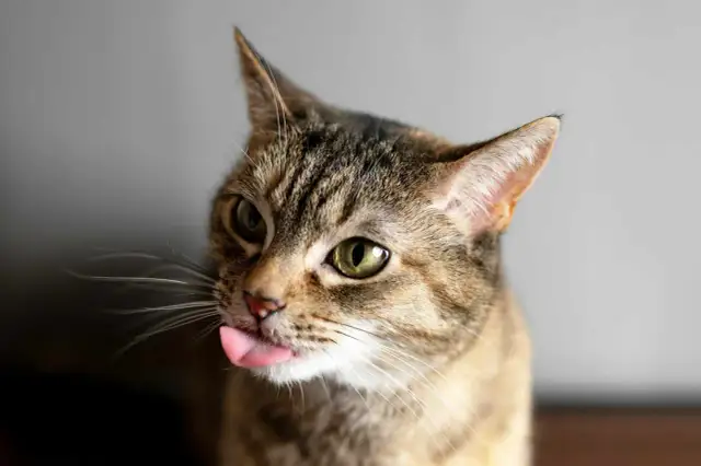 Kot z wystawionym językiem, patrzący w bok.