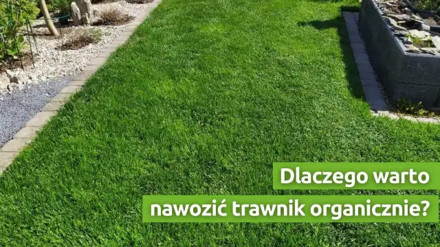 Nawożenie trawnika: Kiedy, czym i jak, by był idealny?