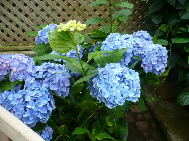 Czy hortensje można sadzić w donicach? Oto co musisz wiedzieć