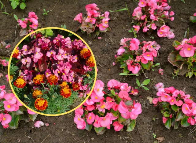 Jakie rośliny najlepiej łączyć z begonią stale kwitnącą?