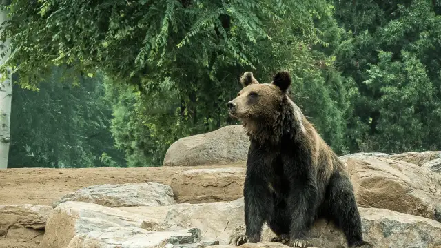 Czym żywi się niedźwiedź? Zaskakujące fakty o ich diecie